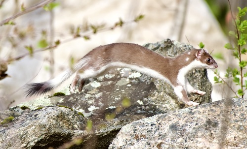 Long-tailed Weasel, photo 2 of 9