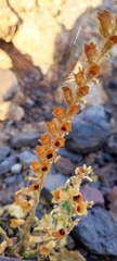 Hyoscyamus desertorum