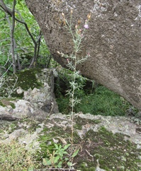 Centaurea besseriana