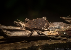 Poropterus bisignatus