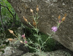 Centaurea besseriana