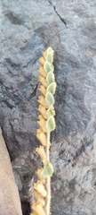 Hyoscyamus desertorum