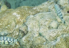 Serranus tigrinus