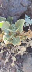 Hyoscyamus desertorum
