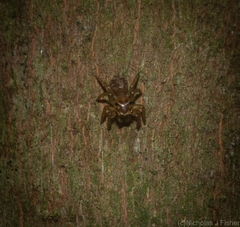 Prostheclina pallida