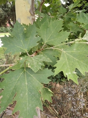 Platanus