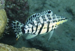 Serranus tigrinus