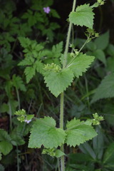 Scrophularia vernalis