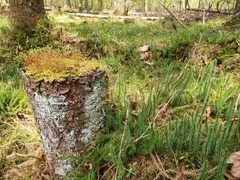 Pseudohygrohypnum fertile