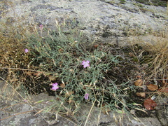 Dianthus hypanicus