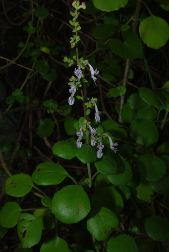 Aeollanthus parvifolius image