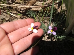Viola beckwithii