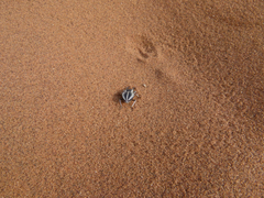 Calognathus chevrolati eberlanzi