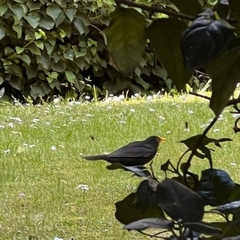 Turdus merula
