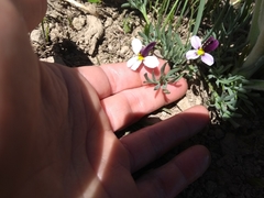 Viola beckwithii