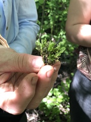 Atrichum tenellum