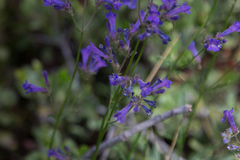 Penstemon gracilentus