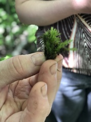 Atrichum tenellum