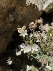 Phacelia longipes
