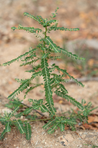 Phyllanthus amarus iNat (2)