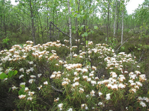 marsh Labrador tea