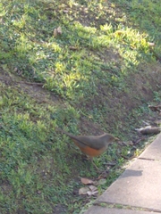 Turdus rufiventris
