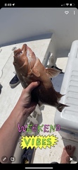 Epinephelus morio