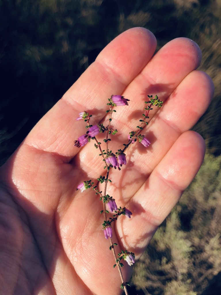 Erica agglutinans