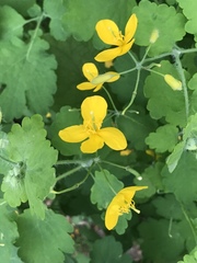 Chelidonium majus