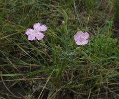 Dianthus carbonatus