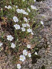 Cerastium soleirolii