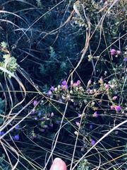 Erica agglutinans