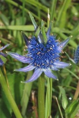 Eryngium phyteumae