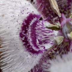 Calochortus elegans nanus