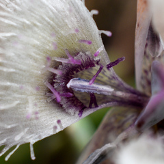 Calochortus elegans nanus