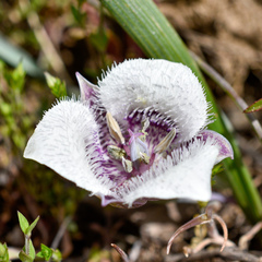 Calochortus elegans nanus