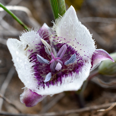 Calochortus elegans nanus