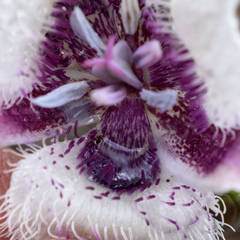 Calochortus elegans nanus
