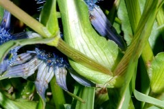 Eryngium phyteumae