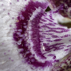 Calochortus elegans nanus