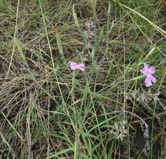 Dianthus carbonatus