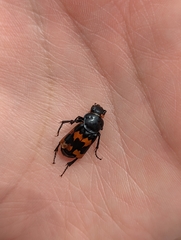 Nicrophorus marginatus
