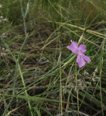 Dianthus carbonatus