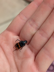 Nicrophorus marginatus