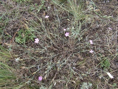 Dianthus carbonatus