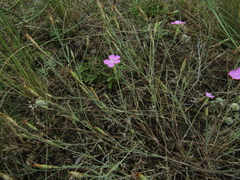 Dianthus carbonatus