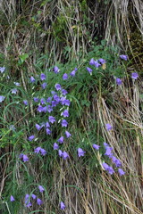Campanula carnica