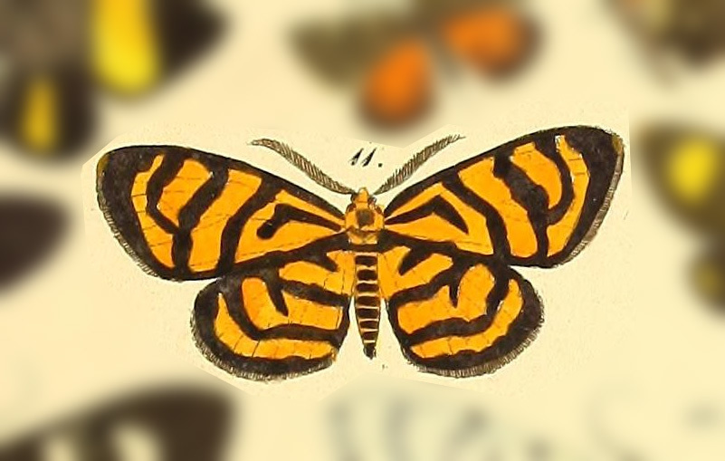 Cyclomia magata