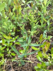 Euphorbia floridana