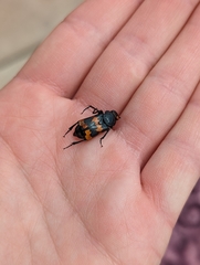 Nicrophorus marginatus
